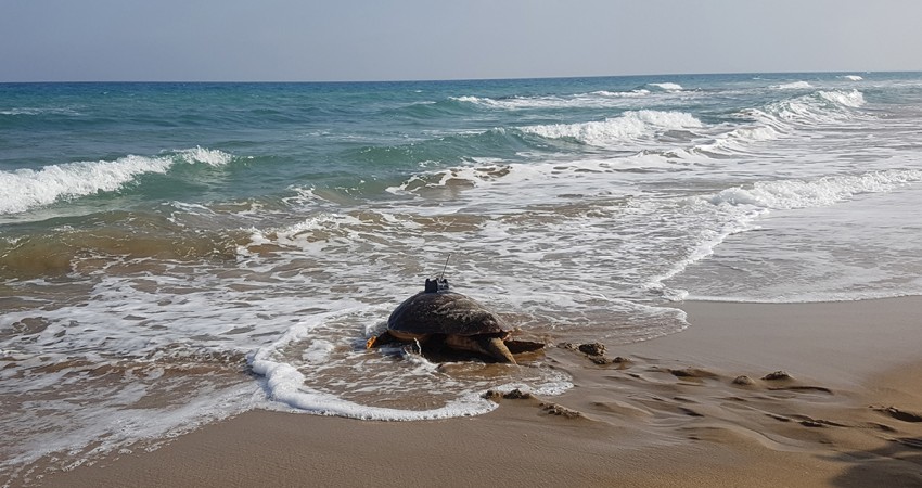 Γνωρίστε τον Πάμπο, την πιο ταξιδιάρα θαλάσσια χελώνα της Κύπρου!