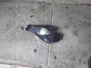περιστέρια1