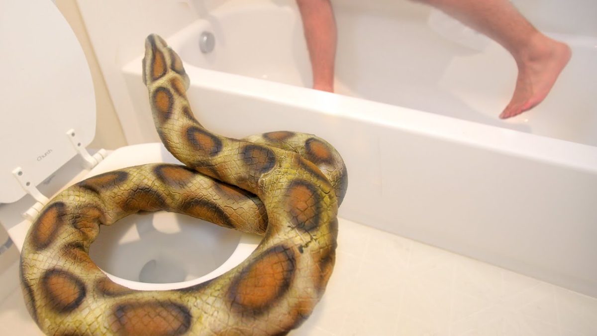 Λάρνακα: Τρόμος για γυναίκα που έκανε μπάνιο – Πύθωνας πετάχτηκε στη μπανιέρα της!