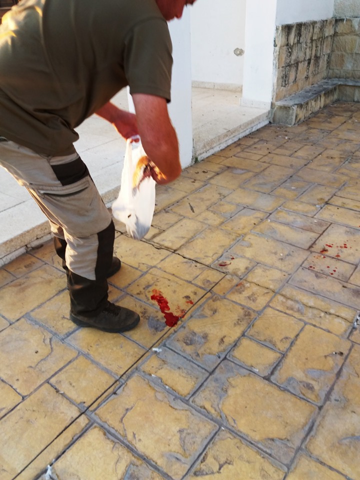 περιστέρια3