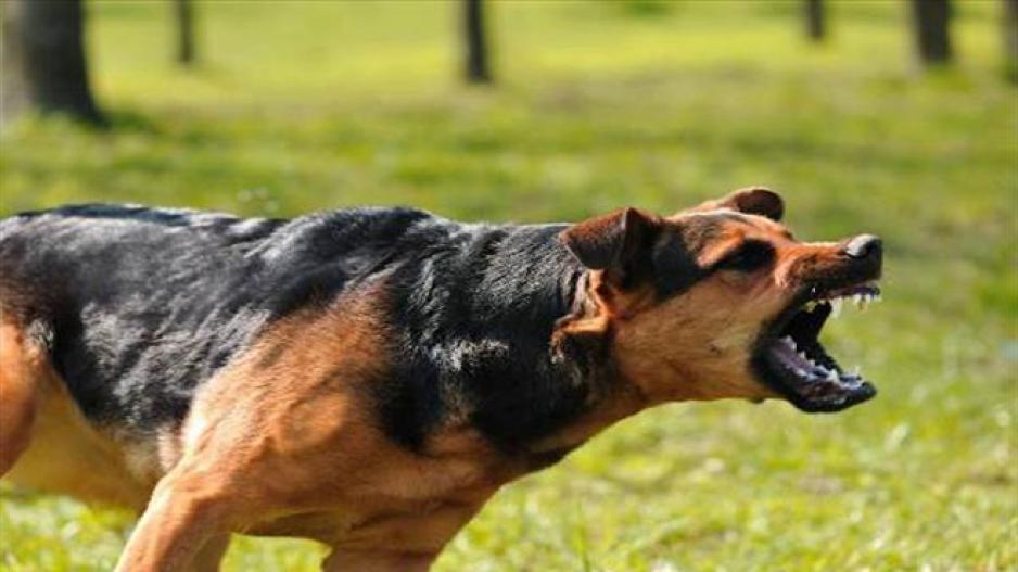 Σκύλος δάγκωσε τουρίστρια στην Κάτω Πάφο – Δεν ανήκε στις απαγορευμένες ράτσες