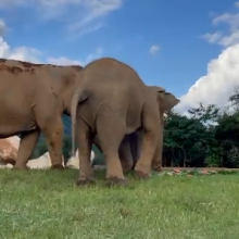Συγκινητικό βίντεο: Ελέφαντας καθοδηγεί έναν άλλο τυφλό για να βρει το φαγητό του