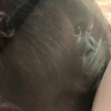 Απίστευτο βίντεο: Μωρό ουρακοτάνγκος φιλά την κοιλίτσα μίας εγκύου σε ζωολογικό πάρκο!