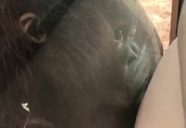 Απίστευτο βίντεο: Μωρό ουρακοτάνγκος φιλά την κοιλίτσα μίας εγκύου σε ζωολογικό πάρκο!