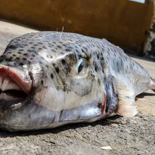 Αυτό είναι το επικίνδυνο τοξικό ψάρι που έχει εισβάλλει στις θάλασσες της Κύπρου