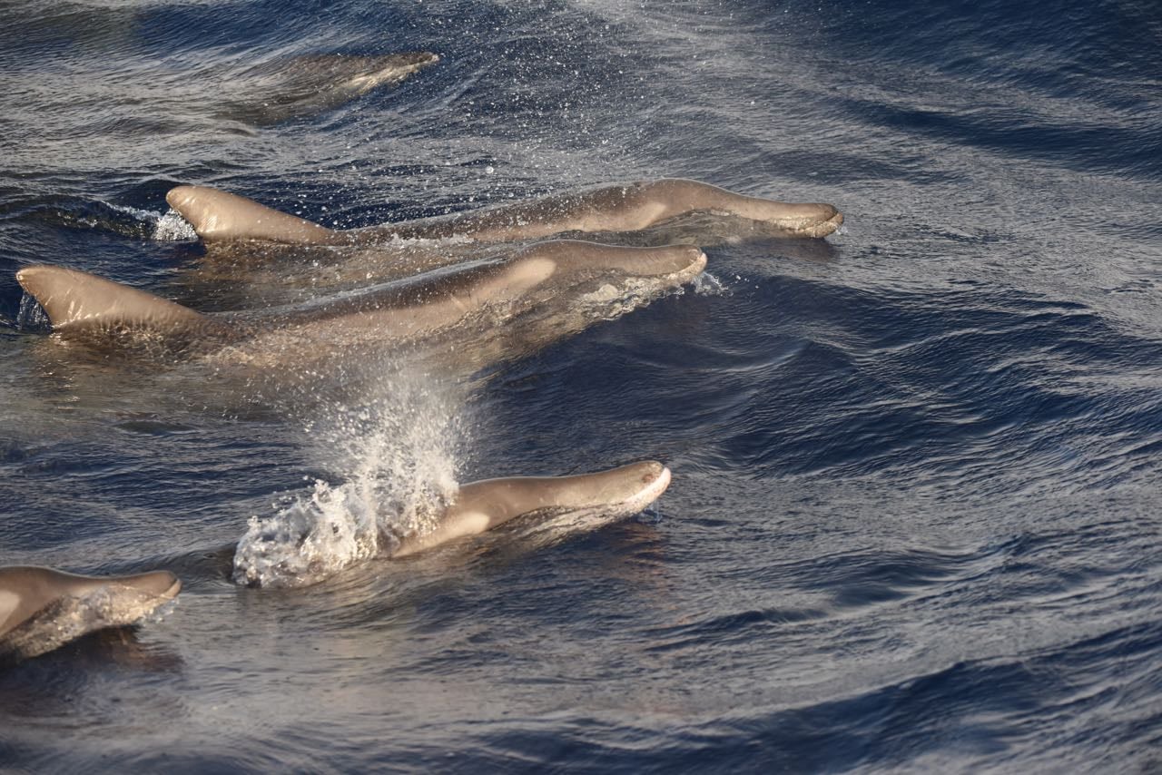 Rough tooth dolphin Steno bredanensis Στενόρυγχος δελφίνι