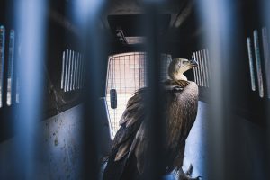 Γύπες από την Ισπανία θα βοηθήσουν να σωθεί το είδος στη χώρα μας