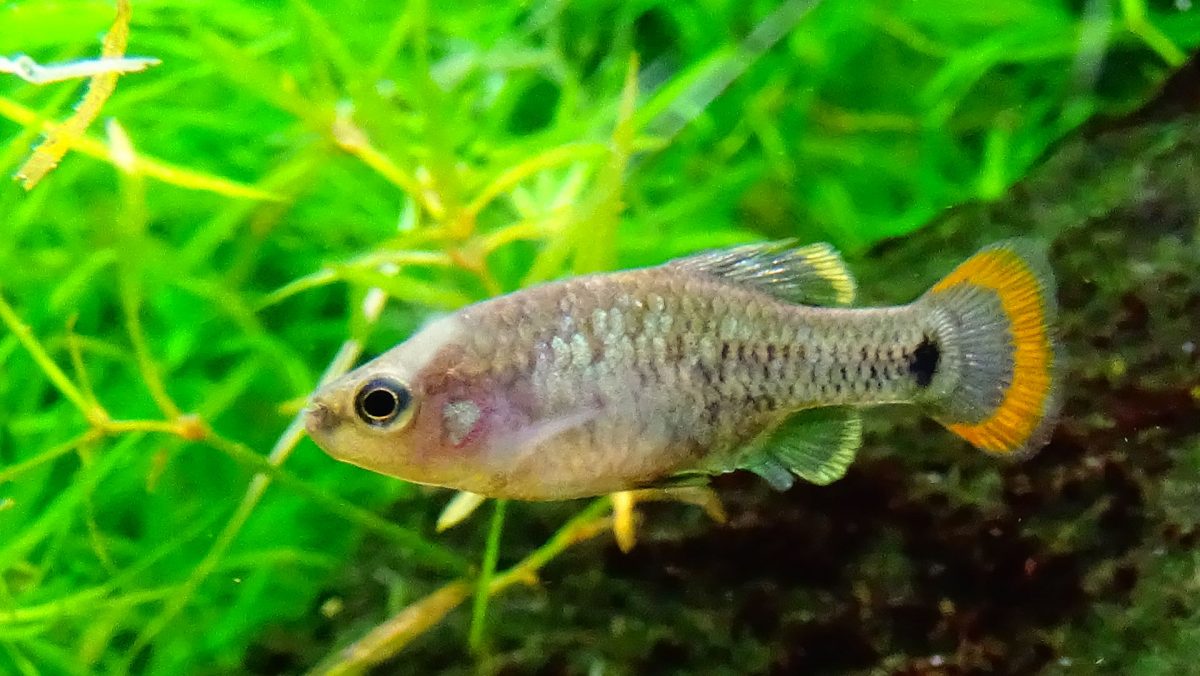 «Ψάρι τεκίλα»: Το εξαφανισμένο ψάρι που επανέφεραν οι επιστήμονες στη φύση!