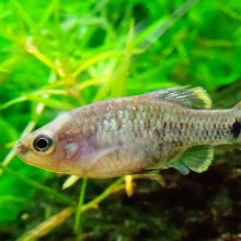 «Ψάρι τεκίλα»: Το εξαφανισμένο ψάρι που επανέφεραν οι επιστήμονες στη φύση!