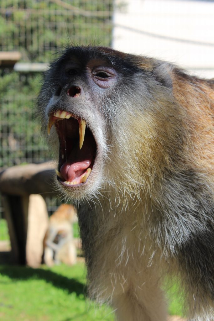 Στο “ψυγείο” τα ζωάκια του Pafos Zoo: Άλλα το απολαμβάνουν και άλλα κρυώνουν (εικόνες)