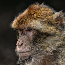 Τραγωδία: Μαϊμού άρπαξε και έπνιξε βρέφος 3 μηνών σε βαρέλι με νερό!