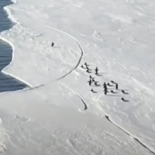 Απίστευτο βίντεο: Μωρό πιγκουινάκι τρέχει πανικόβλητο καθώς το παγόβουνο λιώνει