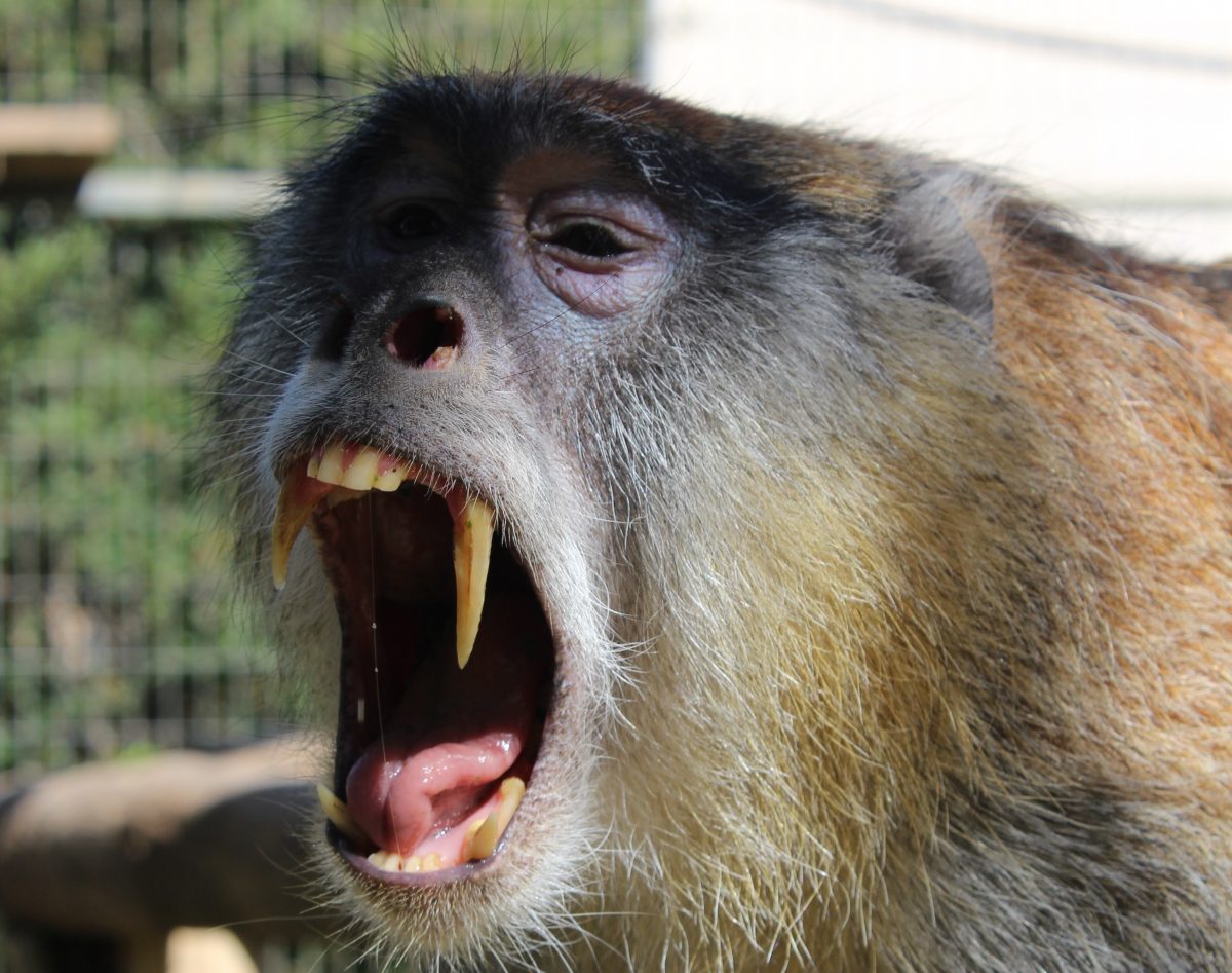 Στο “ψυγείο” τα ζωάκια του Pafos Zoo: Άλλα το απολαμβάνουν και άλλα κρυώνουν (εικόνες)