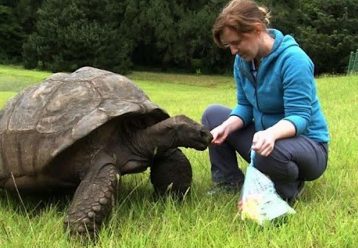 Γνωρίστε τον Τζόναθαν, την πιο γηραιά χελώνα του κόσμου που είναι 190 ετών! (βίντεο)