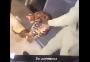 Σάλος με διάσημο ποδοσφαιριστή που βασανίζει τη γατούλα του μπροστά στα μάτια παιδιού (video)