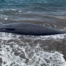 Νεκρό δελφίνι ξεβράστηκε στην παραλία των Μαντριών