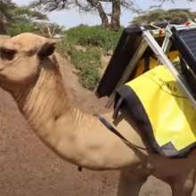 Το είδαμε και αυτό! "Ηλιακές καμήλες" μεταφέρουν e-books σε παιδιά που δεν έχουν εύκολη πρόσβαση σε αυτά