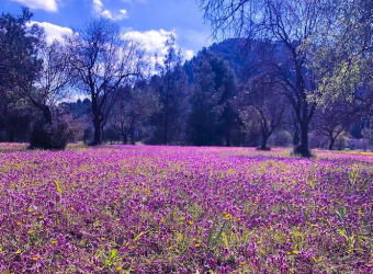 Το περίφημο ροζ λιβάδι της Κύπρου εμφανίστηκε και φέτος - Μοναδικές εικόνες απαράμιλλης ομορφιάς