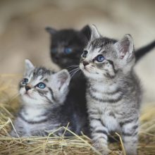 Φρίκη σε σχολείο: Σκότωσαν και κρέμασαν γατάκια - Έγραψαν με το αίμα τους σε τοίχους