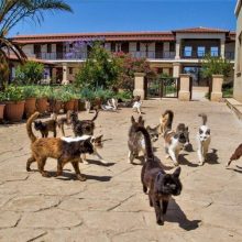 Η Μονή των Γάτων: Ένα ξεχωριστό ιστορικό μοναστήρι