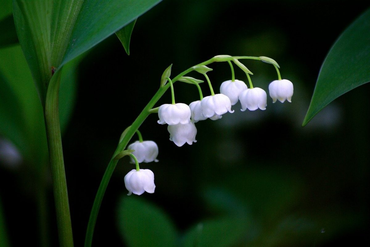 Κρίνο της Κοιλάδας: Γιατί αυτό το υπέροχο λουλούδι ονομάζεται «Δάκρυ της Παναγιάς»