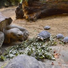80χρονη χελώνα υπό εξαφάνιση έγινε μαμά για πρώτη φορά