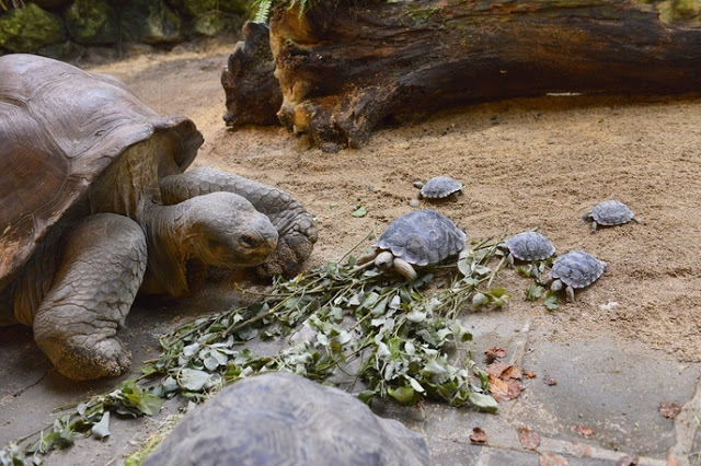 80χρονη χελώνα υπό εξαφάνιση έγινε μαμά για πρώτη φορά