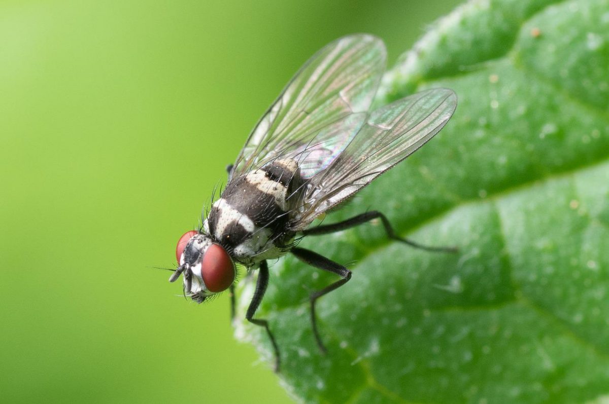 Πώς θα αποφύγετε δυσάρεστες «επισκέψεις» από έντομα και τρωκτικά στο σπίτι σας
