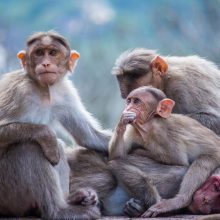 Τρομακτικό: Αγέλη μαϊμούδων άρπαξε και σκότωσε μωρό μόλις ενός μηνός