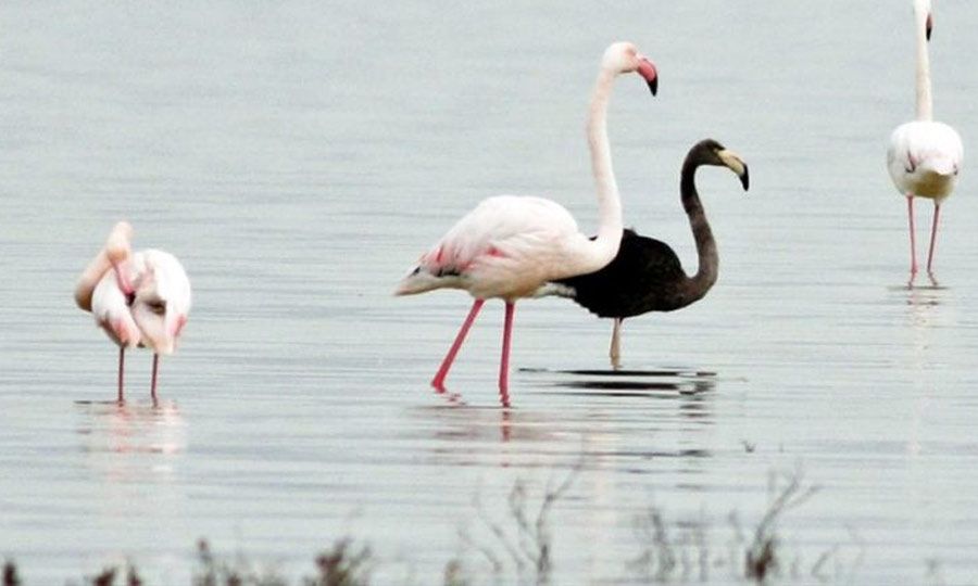 Επέστρεψε στην Αλυκή Ακρωτηρίου για τα 10α γενέθλιά του το σπάνιο μαύρο φλαμίνγκο!