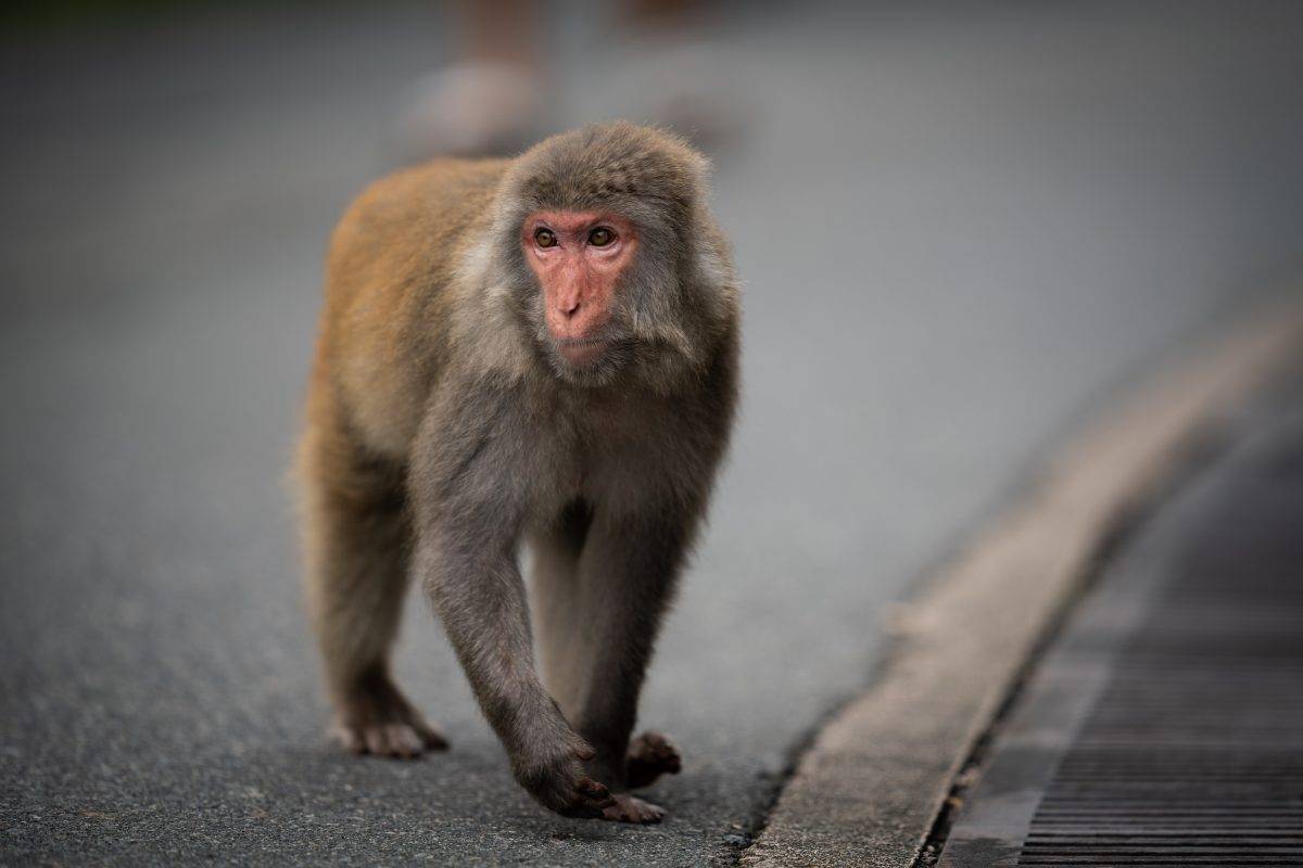 Αδιανόητη τραγωδία: Μαϊμούδες άρπαξαν βρέφος και το πέταξαν από ταράτσα!