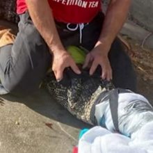 Πατέρας πάλεψε με αλιγάτορα για να... πάει η κόρη του στο σχολείο! (εικόνες)