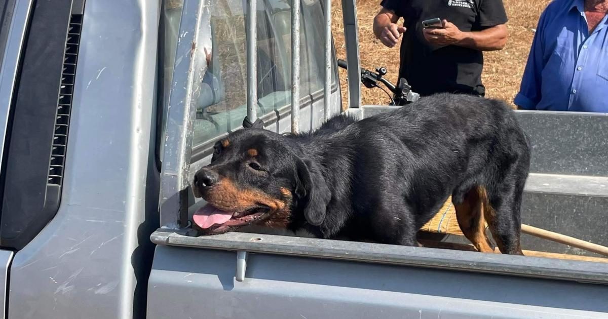 Σε σταθερή κατάσταση ο 8χρονος που δέχθηκε επίθεση από σκύλο – Τι γίνεται με τον σκύλο
