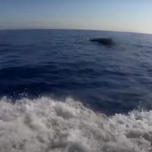 Μοναδικό θέαμα: Μία φάλαινα φυσητήρας στα νερά της Κύπρου (βίντεο)