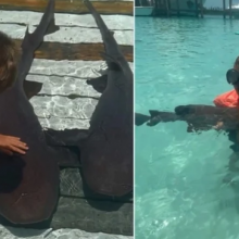 «Μπαμπά, δεν θέλω να πεθάνω»: Συγκλονίζει 8χρονος που έπεσε στα σαγόνια του καρχαρία