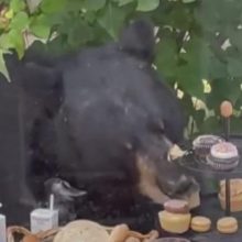 Αρκούδα εισέβαλε σε παιδικό πάρτι και... έφαγε τα γλυκά!