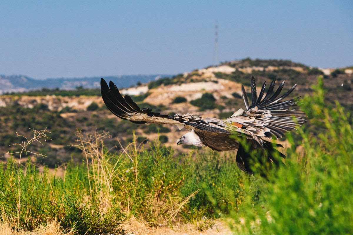 Ελεύθεροι στην κυπριακή φύση οι 15 γύπες που έφτασαν από την Ισπανία