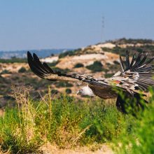 Ελεύθεροι στην κυπριακή φύση οι 15 γύπες που έφτασαν από την Ισπανία