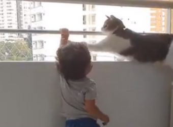 Γάτα-σωματοφύλακας: Δείτε πώς προστατεύει το μωρό στα κάγκελα του μπαλκονιού!