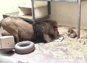Μπαμπάς λιοντάρι σκύβει για να συναντήσει το νεογέννητό του και είναι ό,τι πιο τρυφερό είδαμε (video)