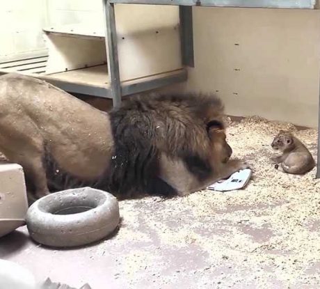 Μπαμπάς λιοντάρι σκύβει για να συναντήσει το νεογέννητό του και είναι ό,τι πιο τρυφερό είδαμε (video)