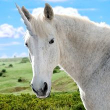 Η αστυνομία πραγματοποίησε το μεγάλο όνειρο μιας 10χρονης: Της έδωσε “άδεια για μονόκερο”!