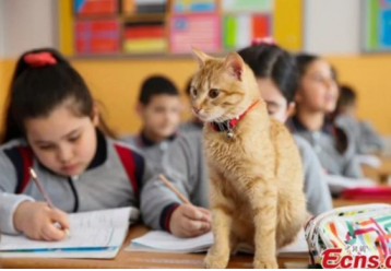 «Σχολείο με πατούσες»: Ένα δημοτικό σχολείο με 19 μαθητές και 30 γάτες - Η απίθανη ιδέα της δασκάλας