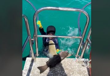 Αδιανόητες εικόνες: Καρχαρίας πηδά έξω από το νερό και δαγκώνει 8χρονο αγόρι (video)