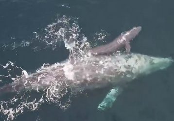 Εντυπωσιακό βίντεο: Φάλαινα γεννά το μικρό της μπροστά στα έκπληκτα μάτια παρατηρητών