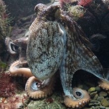 Octopus Mother: Αυτή είναι η κορυφαία υποβρύχια φωτογραφία της χρονιάς - Μία ωδή στη μητέρα (εικόνα)