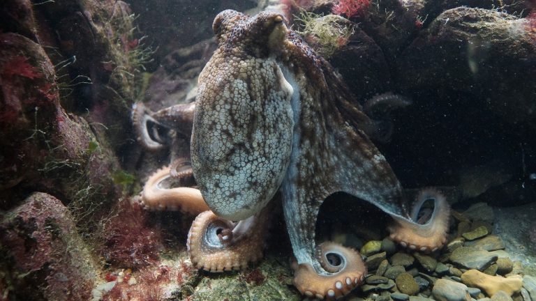 Octopus Mothe R Octopus Mother: Η κορυφαία υποβρύχια φωτογραφία της χρονιάς