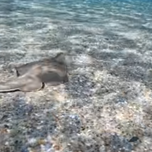 Μοναδικές εικόνες: Σπάνια ψάρια βιόλες κολυμπούν στον βυθό του Ακρωτηρίου (βίντεο)