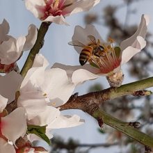 Η άψογη συνεργασία αμυγδαλιάς και μέλισσας σε μία ανοιξιάτικη γιορτή της φύσης