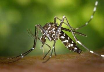 SOS για επικίνδυνα κουνούπια σε Λεμεσό και Λάρνακα - Τι πρέπει να προσέχετε